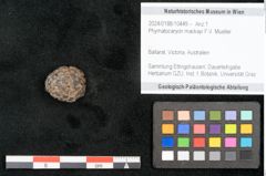 Foto (Objekt + Etikett) von Phymatocaryon mackayi F.V. Mueller (NHMW-GEO-2024-0188-10449)
